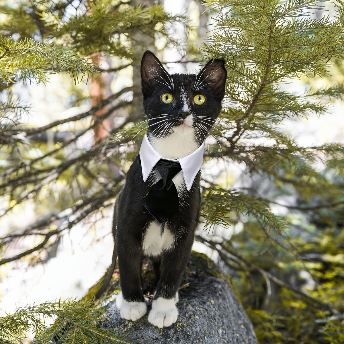Popular Pet Dog Cat Formal Necktie Bow Tie Black And White Collar for Dog And Cat Pet Additions for Wedding Holiday And Party Gift
